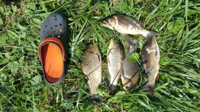 Prussian carp ×3