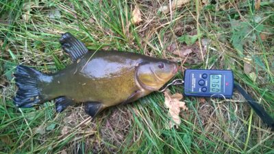 Tench, 0.8 kg