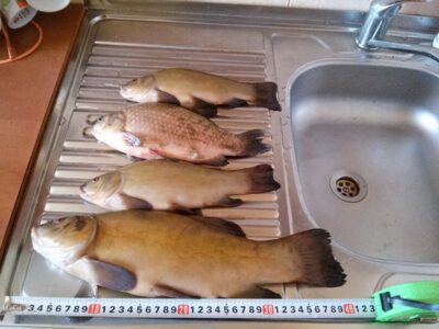 Tench, 1.1 kg — Šaukėnų I-asis