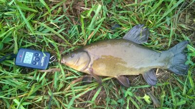 Tench, 0.9 kg
