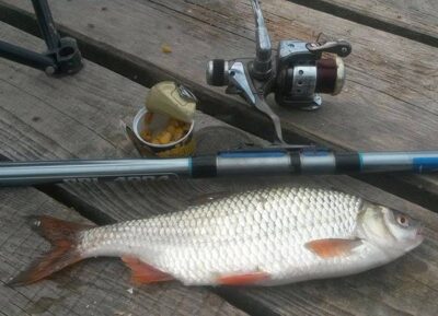 Roach, 0.4 kg — Žirnajai