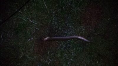 European eel, 0.5 kg