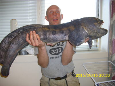 Atlantic wolffish — Norwegian Sea