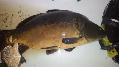 Carp, 3.6 kg