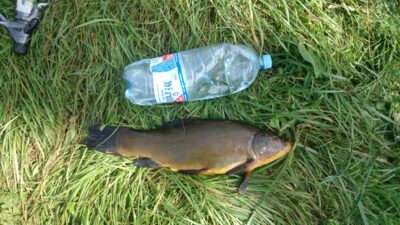 Tench, 1.8 kg — Balskų