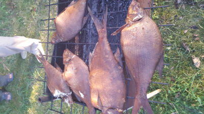 Carp bream ×19 — Glėbas