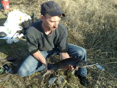 Russian sturgeon, 3.0 kg — Ilgės