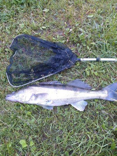 Pike perch, 6.4 kg — Utenos