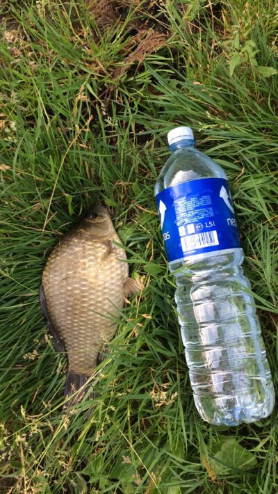 Prussian carp