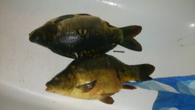 Carp ×4 — Kavalys