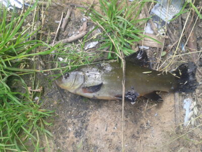 Tench