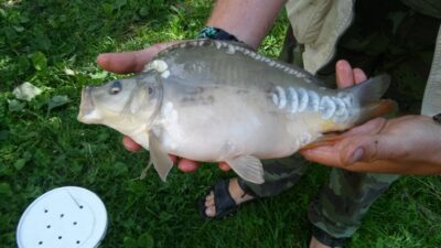 Carp, 0.9 kg