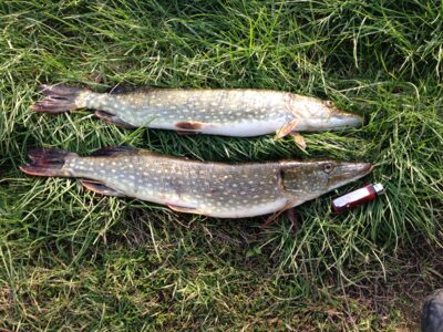 Northern Pike, 1.5 kg — Labūnava