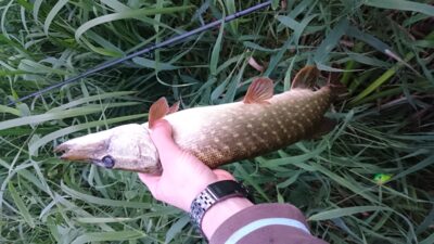 Northern Pike, 0.7 kg — Шешупе