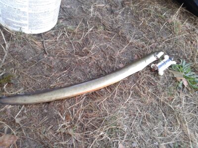 European eel