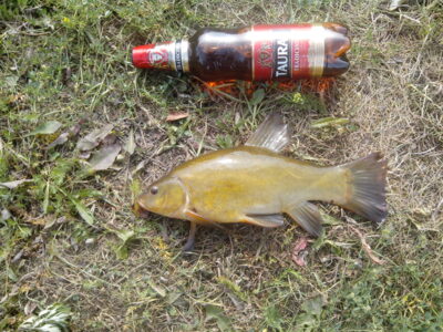 Tench — Dvariukų