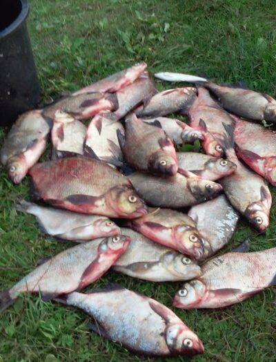 Carp bream ×24 — Lūkstas