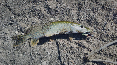 Northern Pike, 0.9 kg