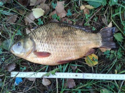 Crucian carp, 0.9 kg — Pravalas