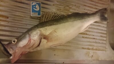 Pike perch, 1.3 kg — Kuršių