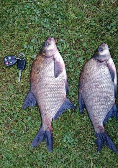 Carp bream — Neris River