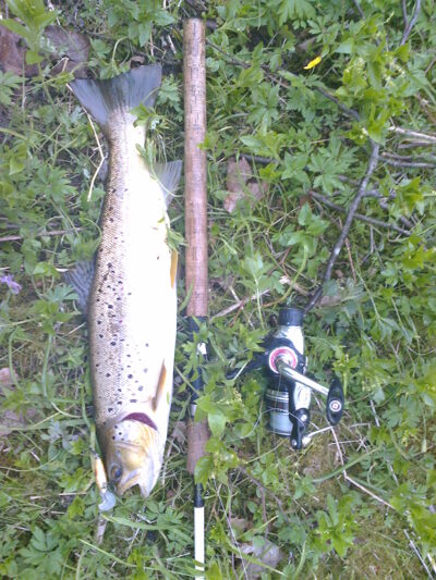 Brown Trout, 1.5 kg — Minija