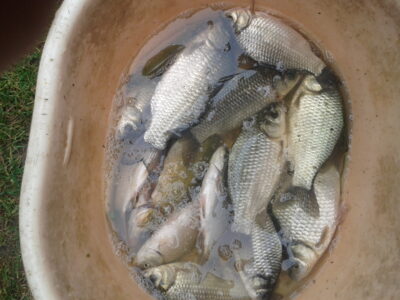 Crucian carp
