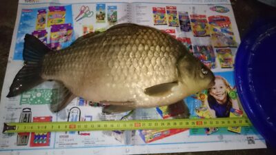 Prussian carp, 1.2 kg — Sujainių