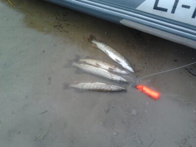 Northern Pike ×3