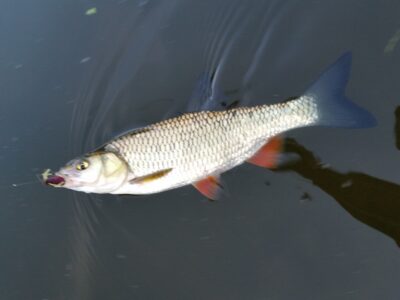 chub, 0.4 kg
