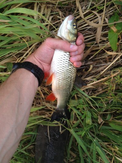 chub, 0.3 kg