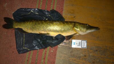 Northern Pike, 2.2 kg — Laviškio