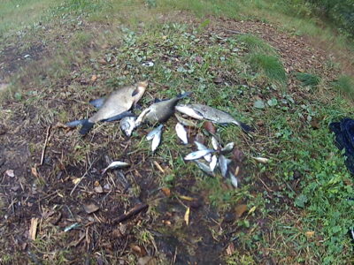 Carp bream ×4 — Arinas