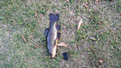 Tench — Katinų