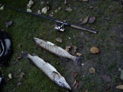 Northern Pike, 3.1 kg — Neman River