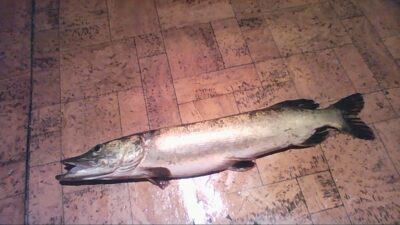 Northern Pike, 1.5 kg — Neman River