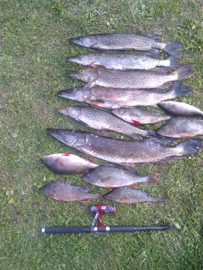 Northern Pike ×6