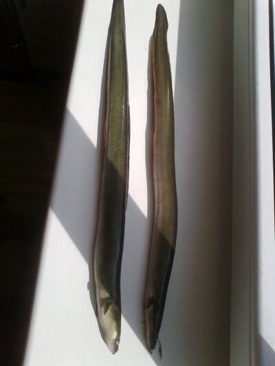 European eel