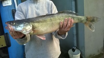 Pike perch, 3.5 kg — Kuršių