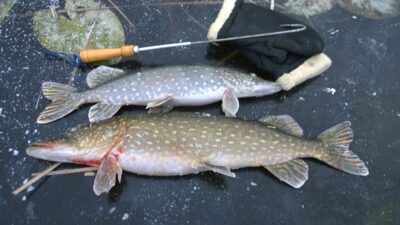 Northern Pike, 2.6 kg — Lėnas