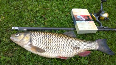 chub, 1.6 kg — Šventoji