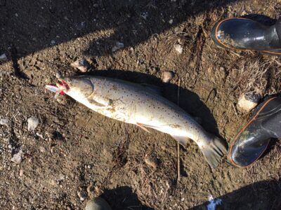 Atlantic salmon, 5.0 kg — Neman River