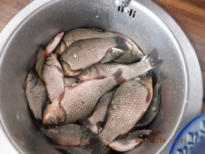 Prussian carp ×9