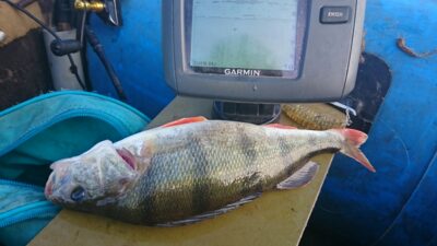 Eurasian perch, 0.5 kg — Kuršių