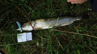 Northern Pike, 1.2 kg