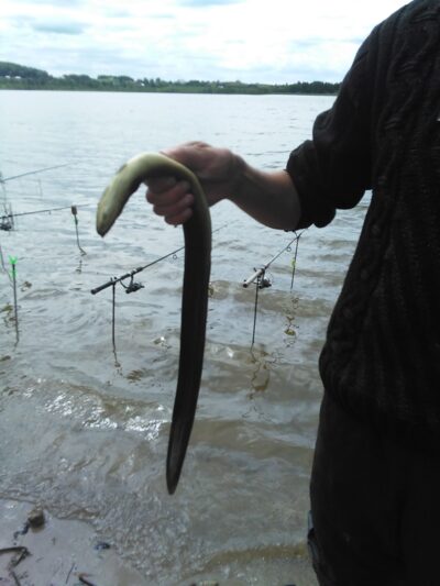 European eel, 0.4 kg — Riešė