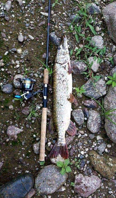 Northern Pike, 2.3 kg — Neman River