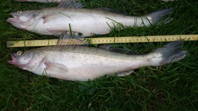 Pike perch ×3 — Kuršių