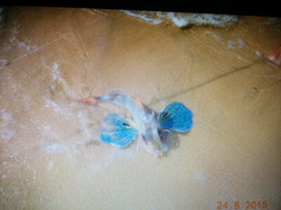 Flyingfish