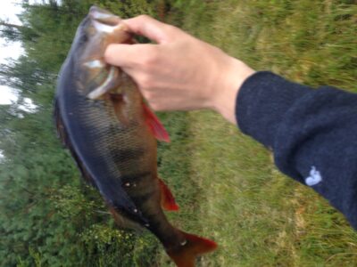 Eurasian perch, 0.8 kg